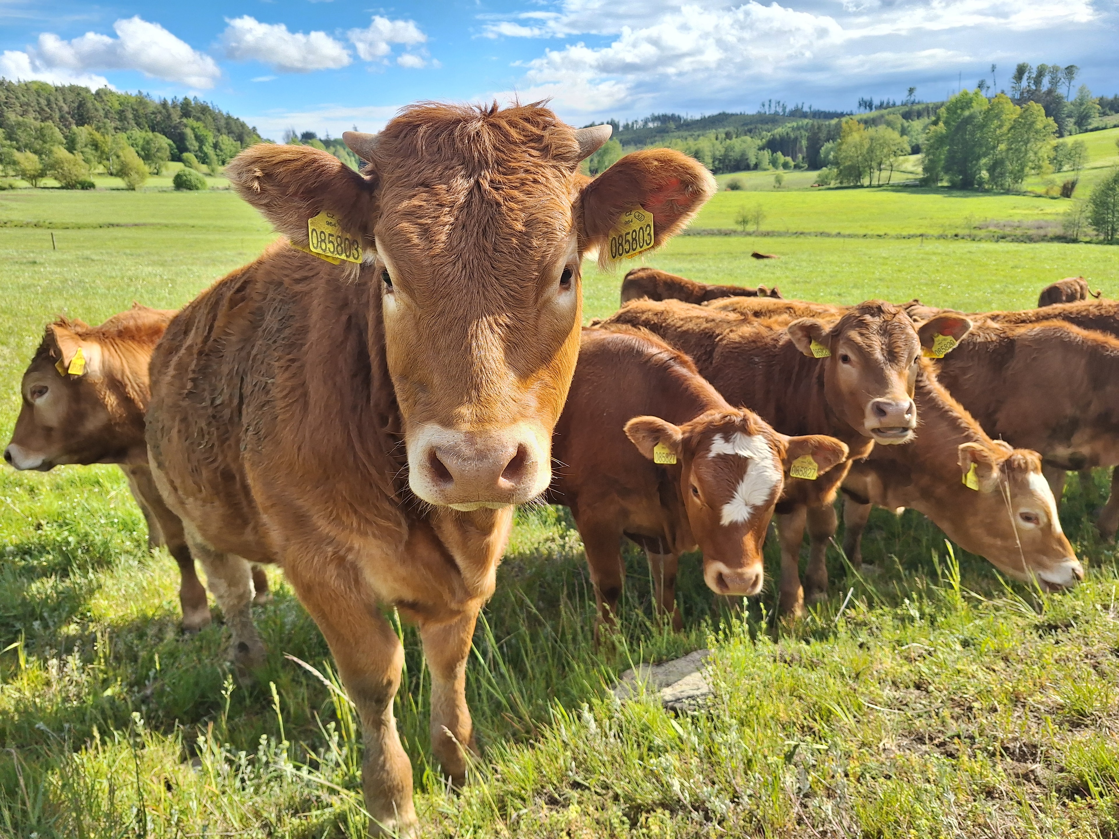 Zemědělské družstvo, Rácov u Jihlavy