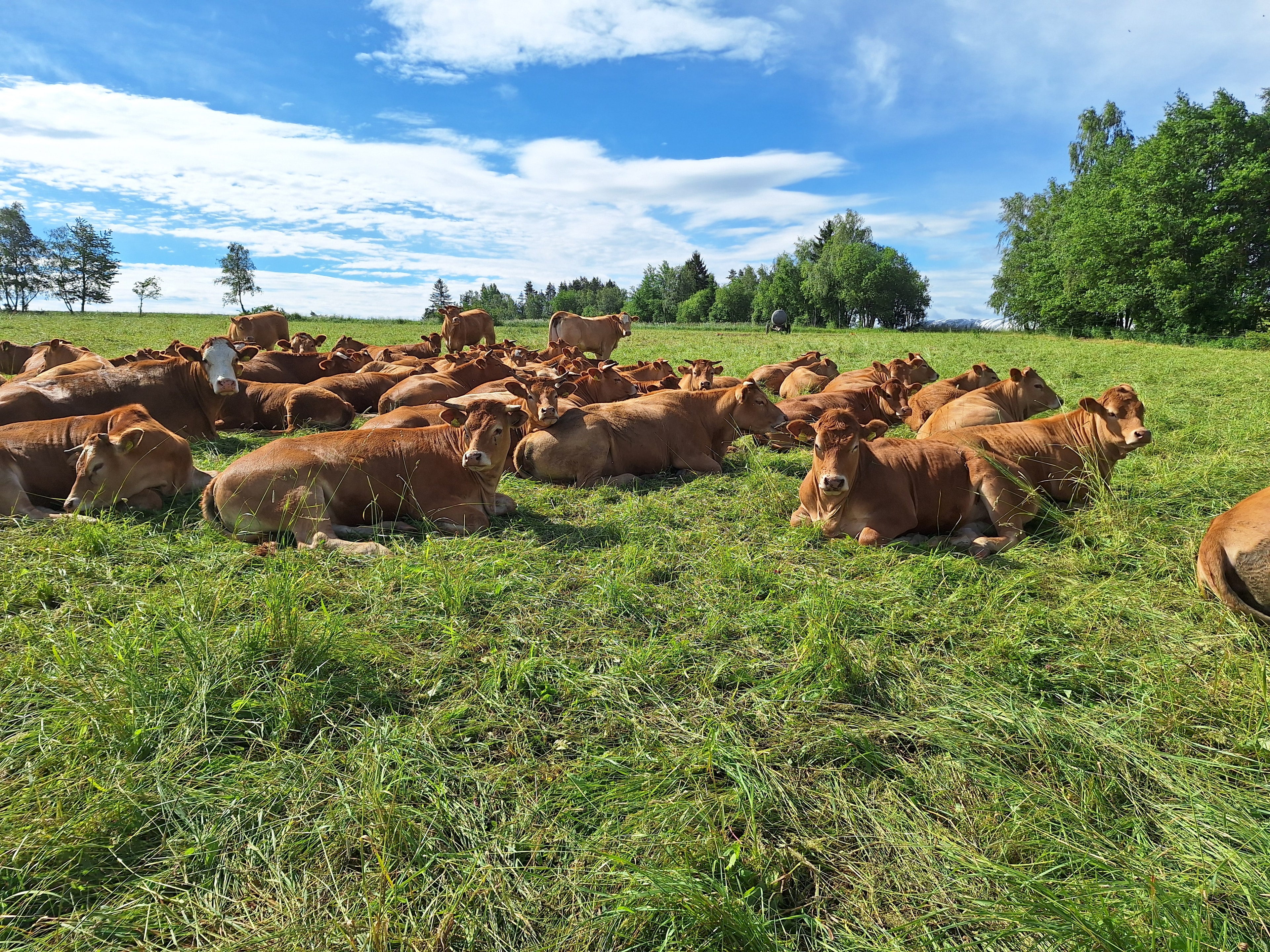 Zemědělské družstvo, Rácov u Jihlavy
